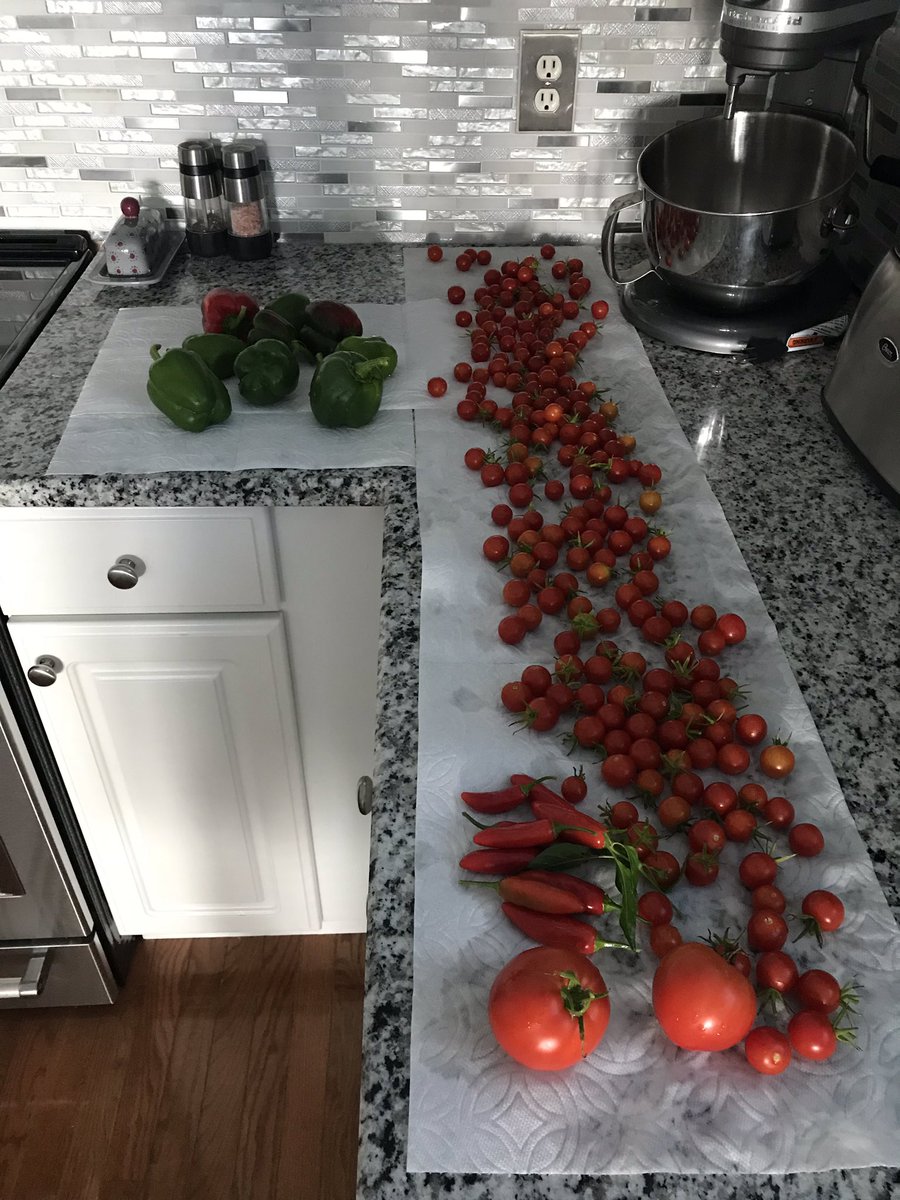 CVKING_WX's tweet photo. Garden still producing in October. #fallwhatfall? https://t.co/ZqbSTTONH7