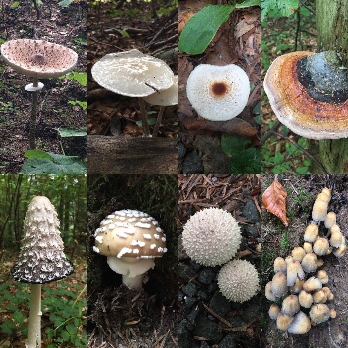 Eleanor_Bladon's tweet image. Seeing as it&apos;s #UKFungusDay I&apos;ve dedicated a new blog post to all things fungal: wildsnippets.wordpress.com/2018/10/06/eco… @ukfungusday @WildlifeTrusts #UKFD #wildblogs #outdoorbloggers
