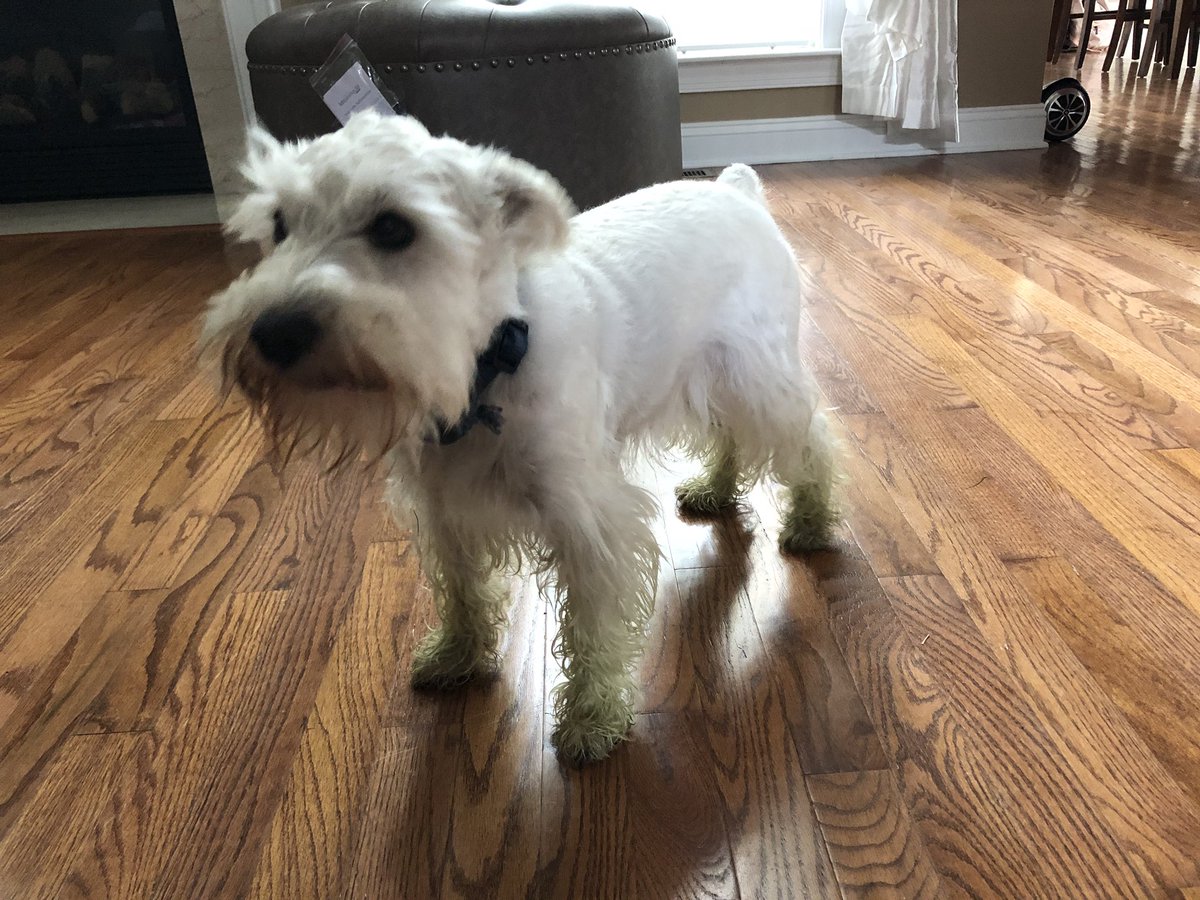 Reecemeyer's tweet image. Living his best life. He loves our guy that cuts the grass. Follows him the entire time. Takes several baths to get those feet clean 😂😂