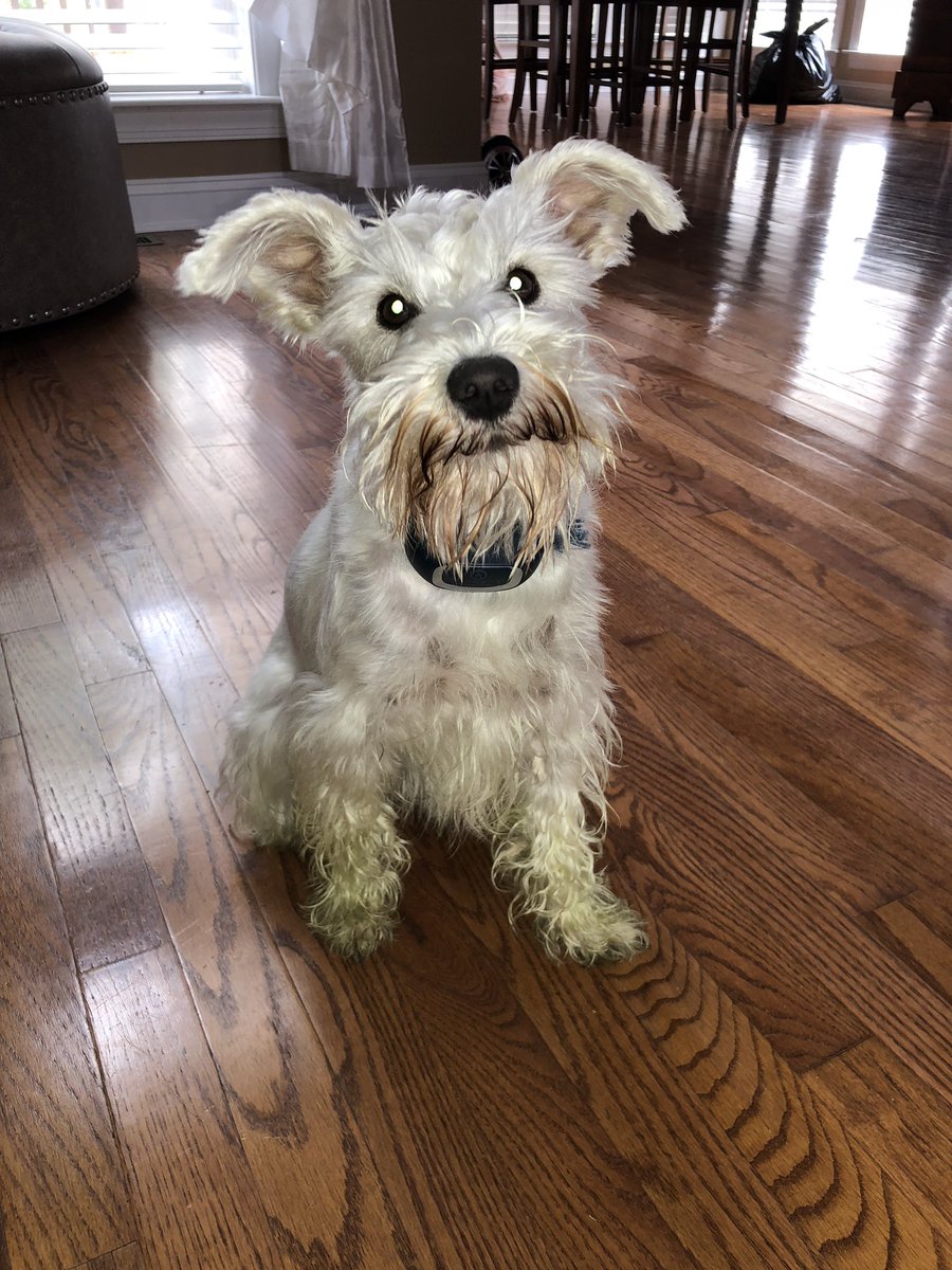 Reecemeyer's tweet image. Living his best life. He loves our guy that cuts the grass. Follows him the entire time. Takes several baths to get those feet clean 😂😂