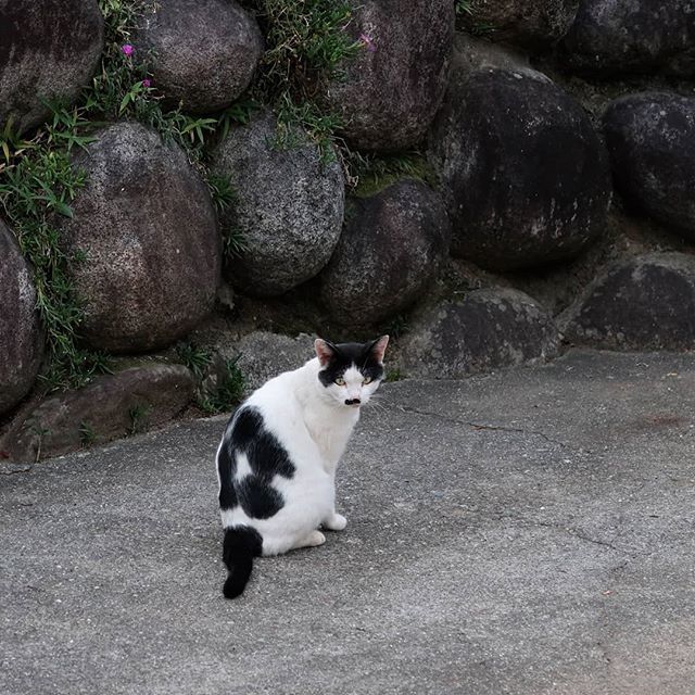 torinukeki's tweet photo. #cat　#猫　2018/10/3　#はなぐろ https://t.co/HSQsx0M67b https://t.co/vafpDZsCMV