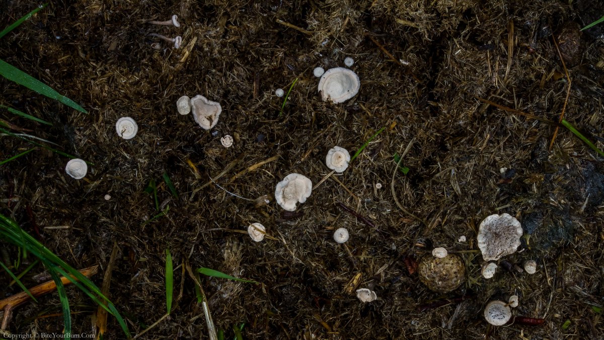 Dawn_and_James's tweet photo. 5 years of searching has finally paid off in the excrement of one lucky NF pony 🤣
Nail Fungus (Poronia punctata) 25 September 2018 
@NewForestNPA @newforestranger @LostFoundFungi @SteveTandy3 @fungifrolics @fungitobewith @KewMycology @BritMycolSoc @ukfungusday https://t.co/Wat6CMUvnt