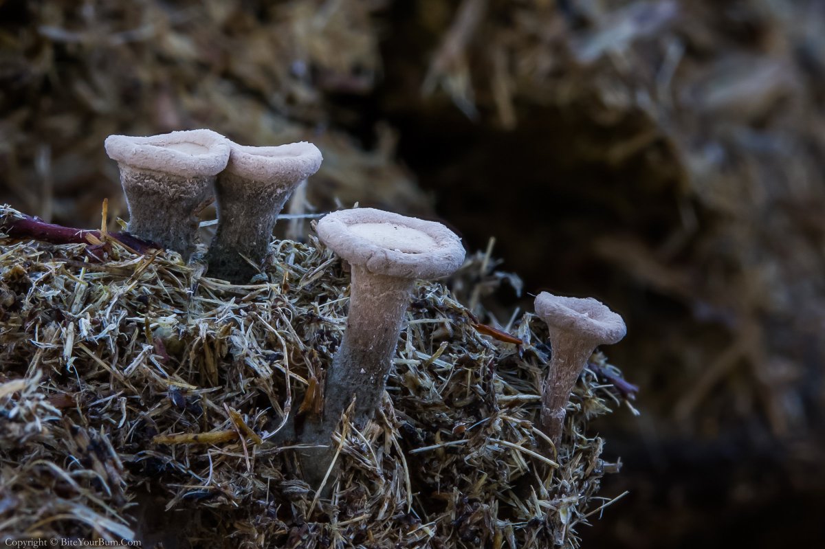 Dawn_and_James's tweet photo. 5 years of searching has finally paid off in the excrement of one lucky NF pony 🤣
Nail Fungus (Poronia punctata) 25 September 2018 
@NewForestNPA @newforestranger @LostFoundFungi @SteveTandy3 @fungifrolics @fungitobewith @KewMycology @BritMycolSoc @ukfungusday https://t.co/Wat6CMUvnt
