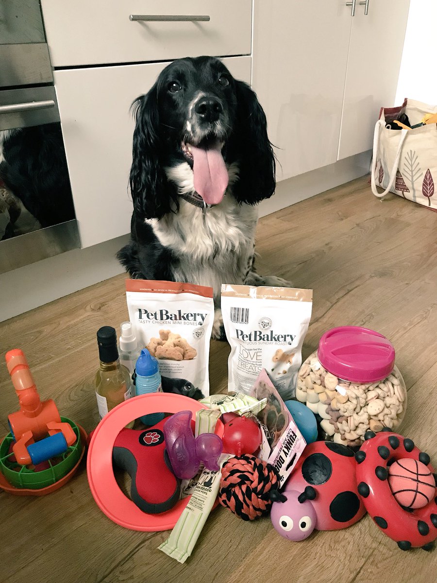 QuinnTrudes's tweet photo. Thank you Jollyes Dartford. Bob is delighted that we won your raffle.  @Jollyestweets #happyspringer #somanytreats https://t.co/W4HMhP9LuC