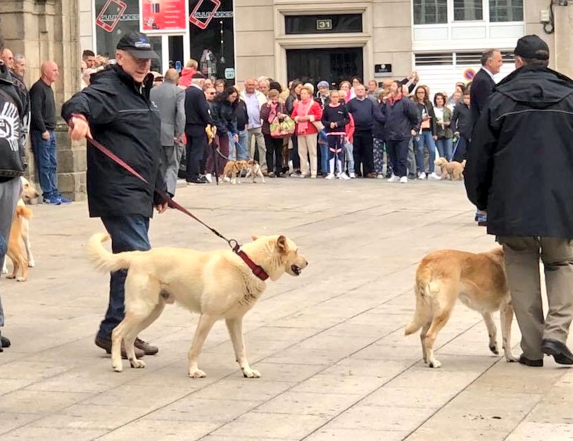 SdeAudiovisuais's tweet photo. Hoxe o San Froilán rendeu tributo aos animais co Desfile de Gando e nós tamén estivemos aí. 👇 #SanFroilán #SanFroilán2018 https://t.co/n1Vqyb2sIW