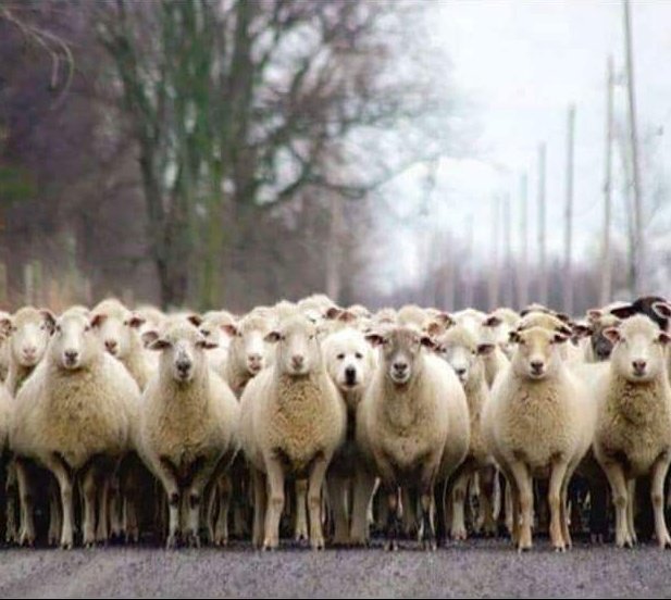 rtofavvv's tweet photo. Encuentra al intruso 
RT ▶️ LOGRADO
FAV ▶️ NO LO LOGRE https://t.co/z2bRECylRb