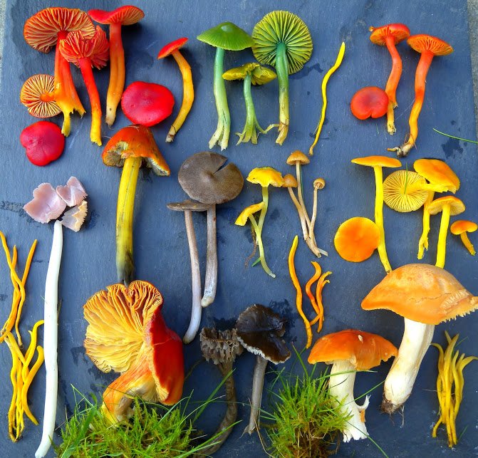 NatureScot's tweet photo. On Sunday in Edinburgh, Historic Scotland celebrate #UKFungusDay in Holyrood Park. Info - https://t.co/Ln8pjHGy6C #Fungi are the World’s recyclers, without them wood wouldn't decay and nutrients wouldn't be released for future plant growth. @ukfungusday #connectingpeopleandnature https://t.co/9CJUIOAPoD