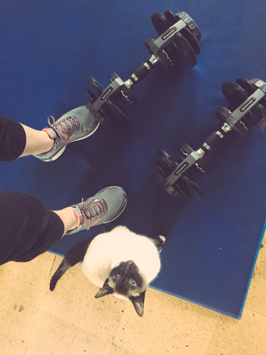 myleftfang's tweet photo. PICK THOSE THINGS UP AND PUT THEM DOWN AGAIN MANY TIMES!!! #PersonalTrainerCat #UniformPlease https://t.co/pFPRrOfbNW