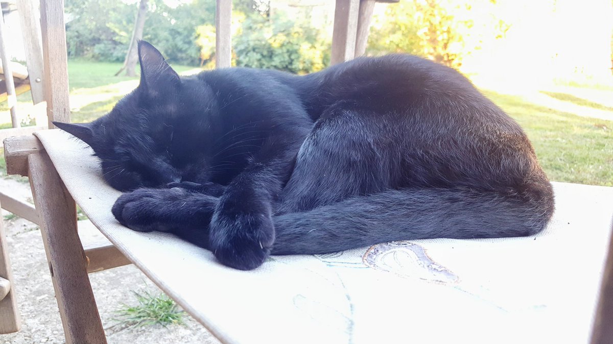 I are doing a lazy.
#Caturday