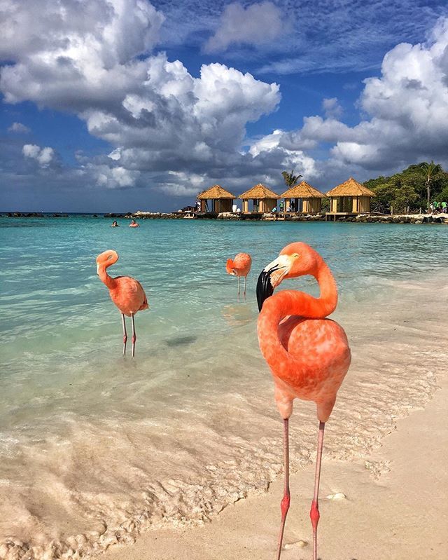 Izen Direct Travel On Twitter Flamingobeach In Aruba