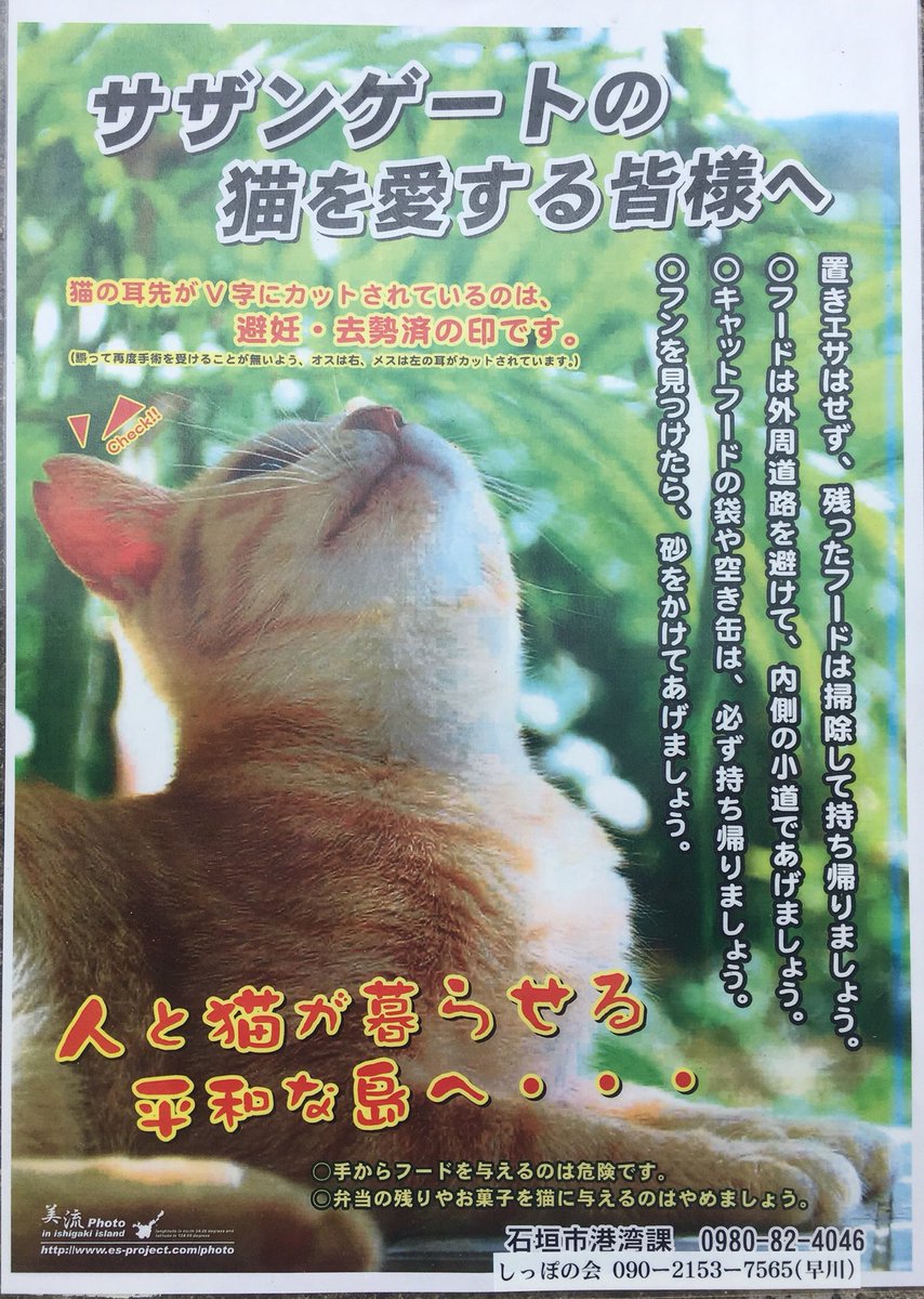 HEMIROCK666's tweet photo. 石垣島の人達は人にも猫にも優しい https://t.co/wxFw69ca94
