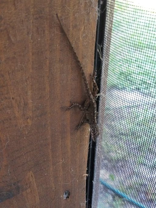 I found a little lizard in the house 🦎 https://t.co/VmNji3jhu1<a href="/tag/thanksgiving"class="tags"><span>#thanksgiving</span></a>