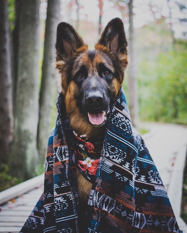 For those of you who guessed it, soon we will be carrying BLANKETS! I’m so happy with how this beaut turned out 💕 measuring 5x7 feet, this is the perfect blanket for curling up under the stars or on the couch! The underside is so soft, you won’t want… instagram.com/p/BomI64AlvtP/
