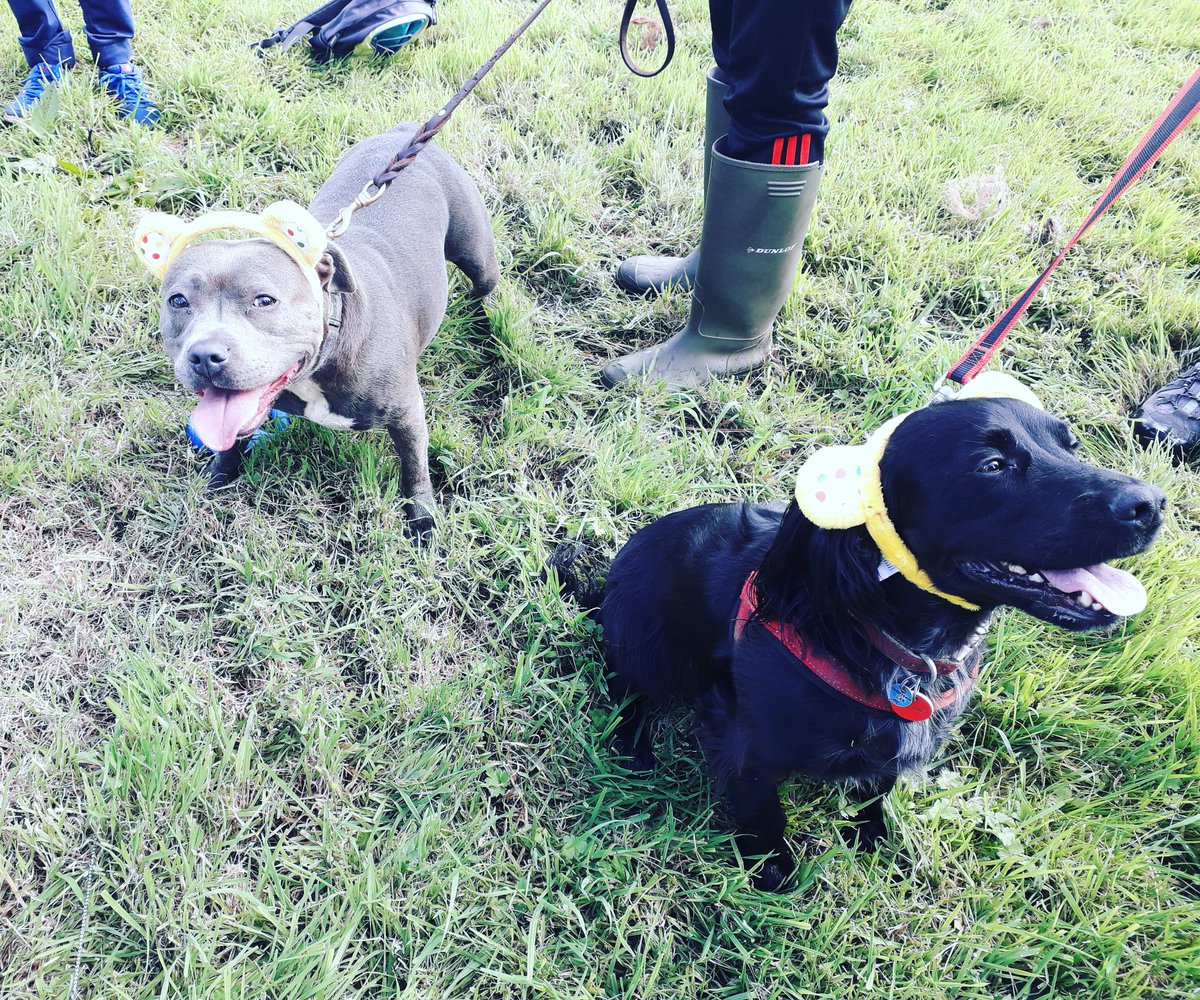 DianeEMelling's tweet photo. Dogs rambling for children in need #cinramble @BBCCountryfile https://t.co/GpDgUv86ce