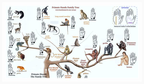 PaleoAnthropology+ on Twitter: &quot;CHART - PRIMATE HANDS: THE FAMILY TREE  https://t.co/STizuVefS2… &quot;