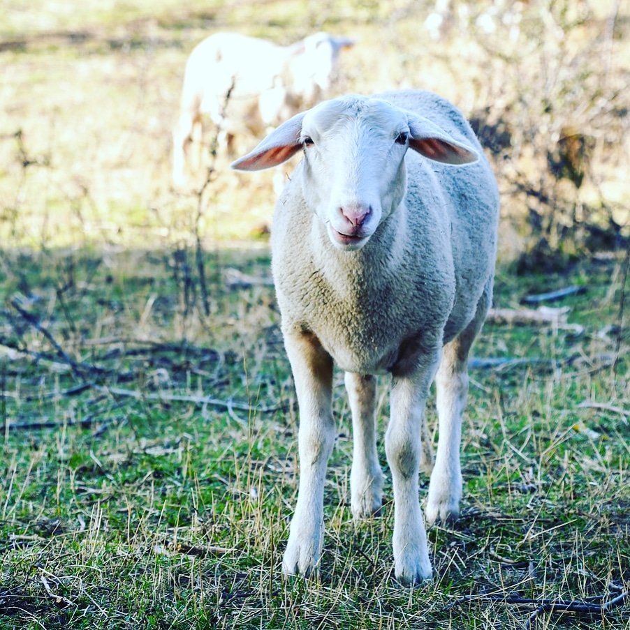 IBHAC12's tweet image. 20€ de notre frère nous sont confiés pour le #MicroProjet suivant: offrir des brebis ou des chèvres d'élevage aux Syriens in sha Allah 💞
Prix d'une bête:100€
Montant actuel collecté:40€
Qu'Allah vous accorde la subsistance ici-bas et une belle demeure dans l'au-delà.  Amin 💚