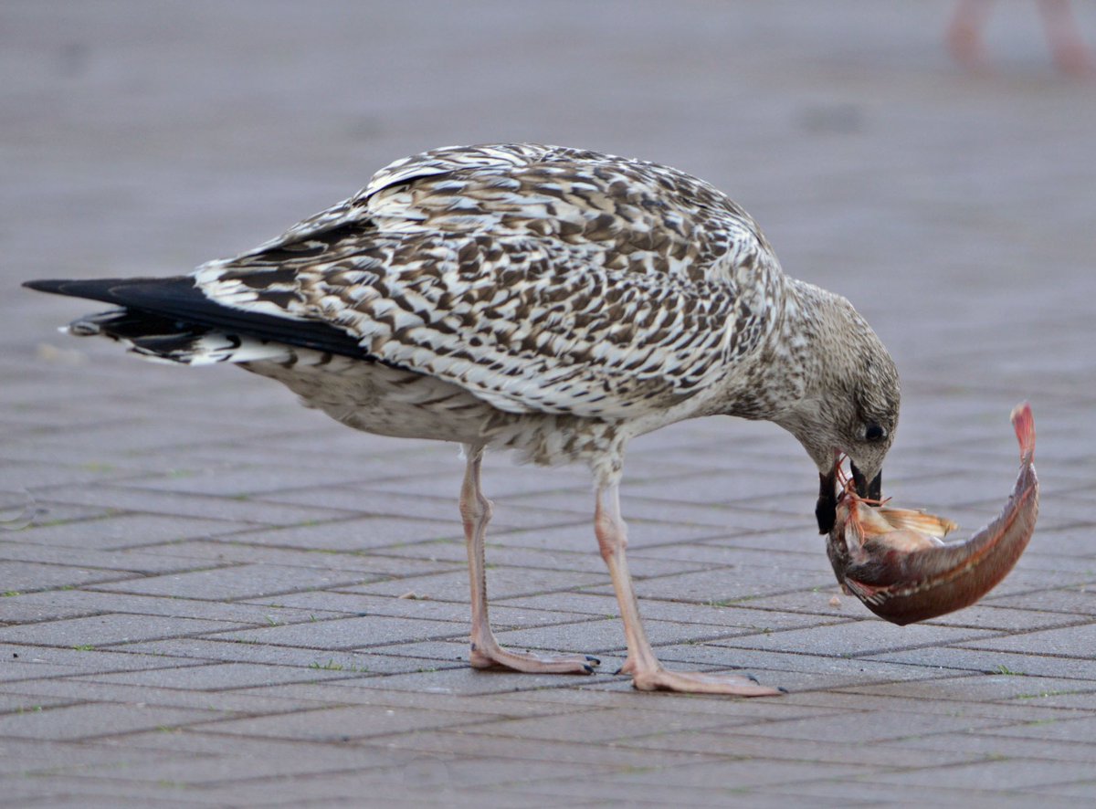 GerhardKornelis's tweet photo. Meeuw versus (dode) #rodepoon. ‘Hap, slik, weg’. Haven #Lauwersoog. https://t.co/kgISNGPEWi
