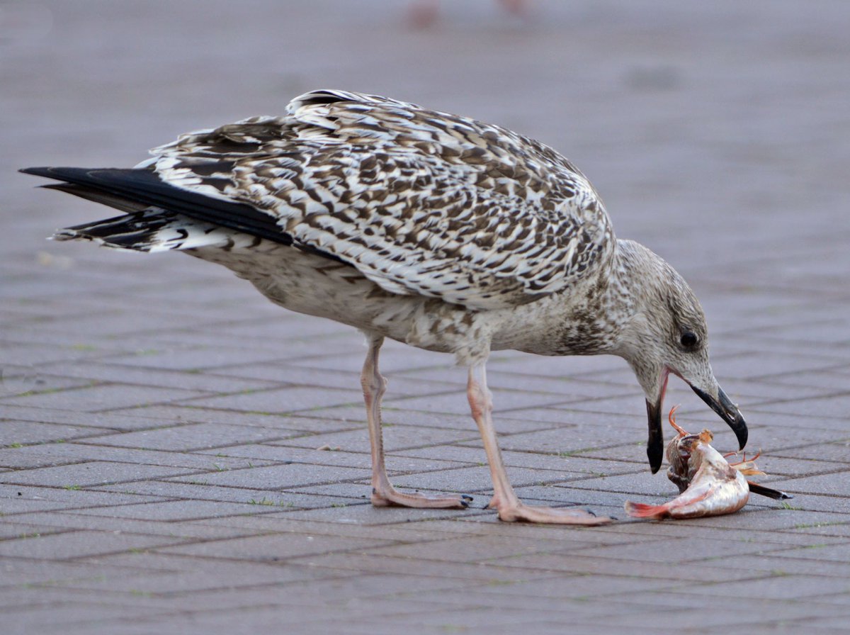 GerhardKornelis's tweet photo. Meeuw versus (dode) #rodepoon. ‘Hap, slik, weg’. Haven #Lauwersoog. https://t.co/kgISNGPEWi