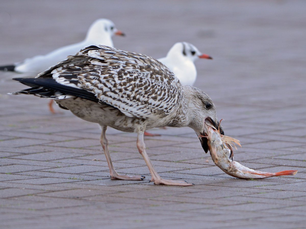 GerhardKornelis's tweet photo. Meeuw versus (dode) #rodepoon. ‘Hap, slik, weg’. Haven #Lauwersoog. https://t.co/kgISNGPEWi
