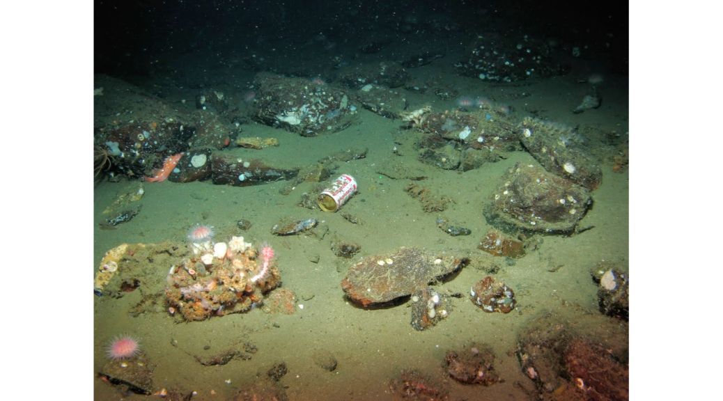 #SharkTracker Lager tweet media