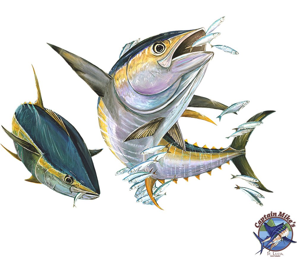 Can you guess the fish ? 
#CaptainMikes #Fishing #Fishinglife #Whalewatching #Dolphinwatching #AtSea #Happylife