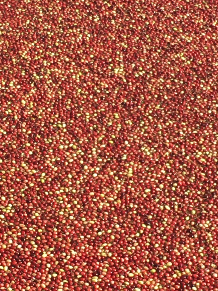 KarynPolito's tweet photo. I’ll never take a cranberry for granted after seeing our cranberry bogs at work! We are blessed with the sand &amp; temparture conditions conducive to cranberry growing - buy local &amp; support @MassCranberries @admakepeace #CranDay18 https://t.co/eOVYKaq5eI
