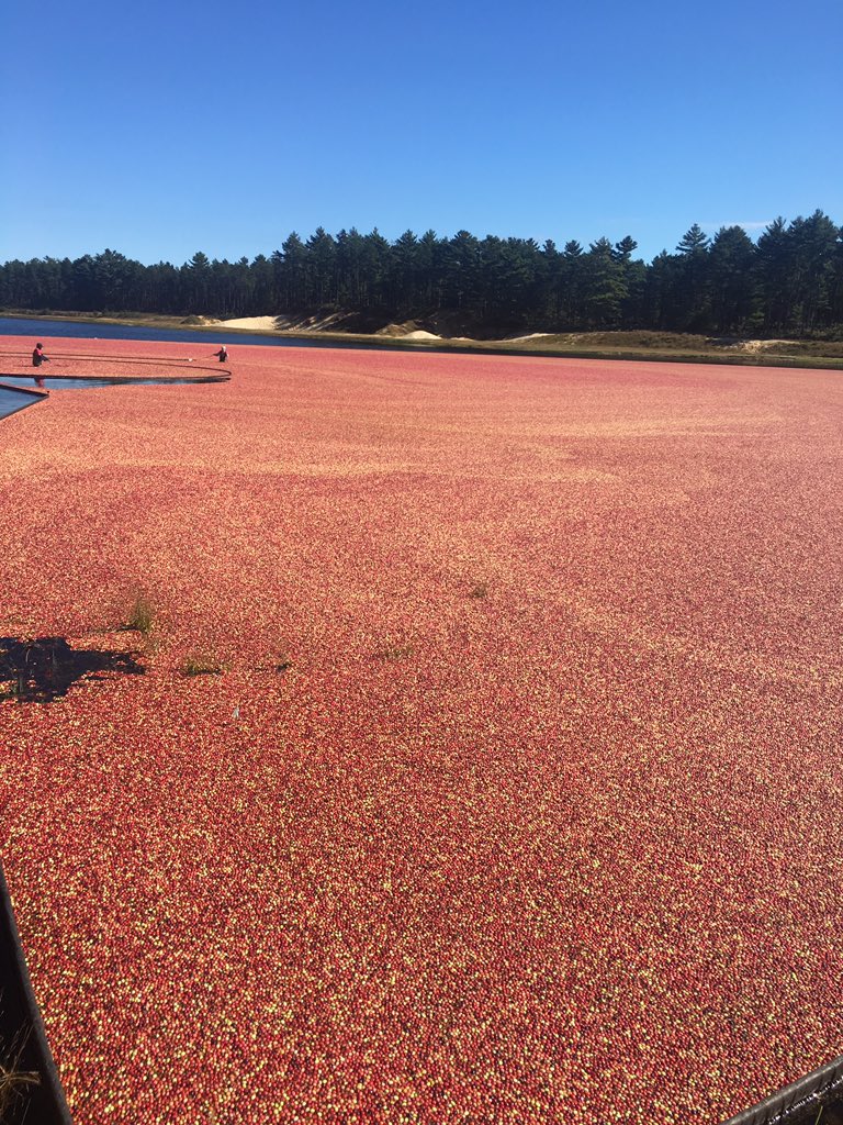 KarynPolito's tweet photo. I’ll never take a cranberry for granted after seeing our cranberry bogs at work! We are blessed with the sand &amp; temparture conditions conducive to cranberry growing - buy local &amp; support @MassCranberries @admakepeace #CranDay18 https://t.co/eOVYKaq5eI
