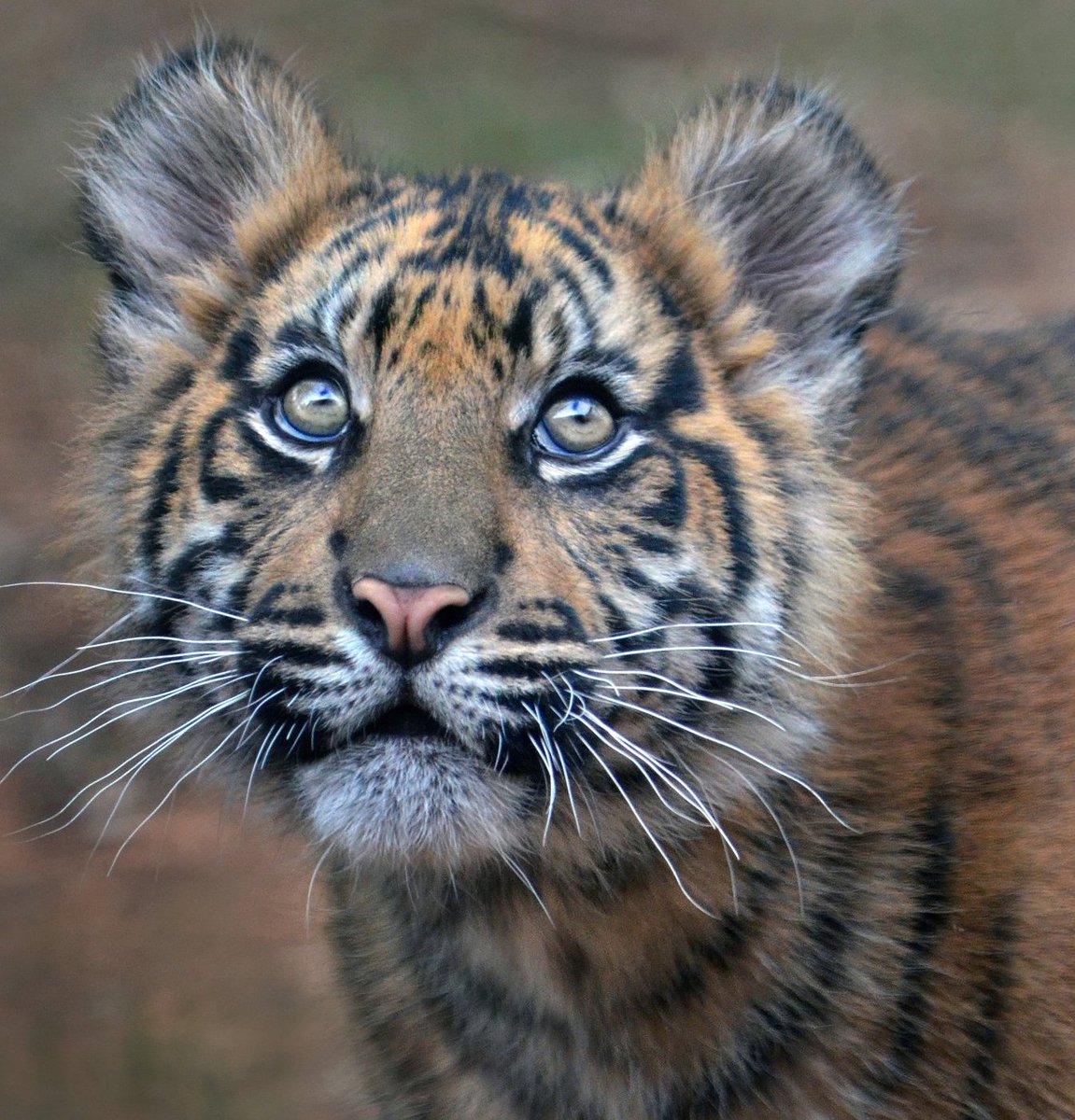 sdzsafaripark's tweet photo. When it's finally #Caturday. 🙌
#SukaSaturday #FelineFlashback
📷Ion Moe https://t.co/vDGcJ4UyMA