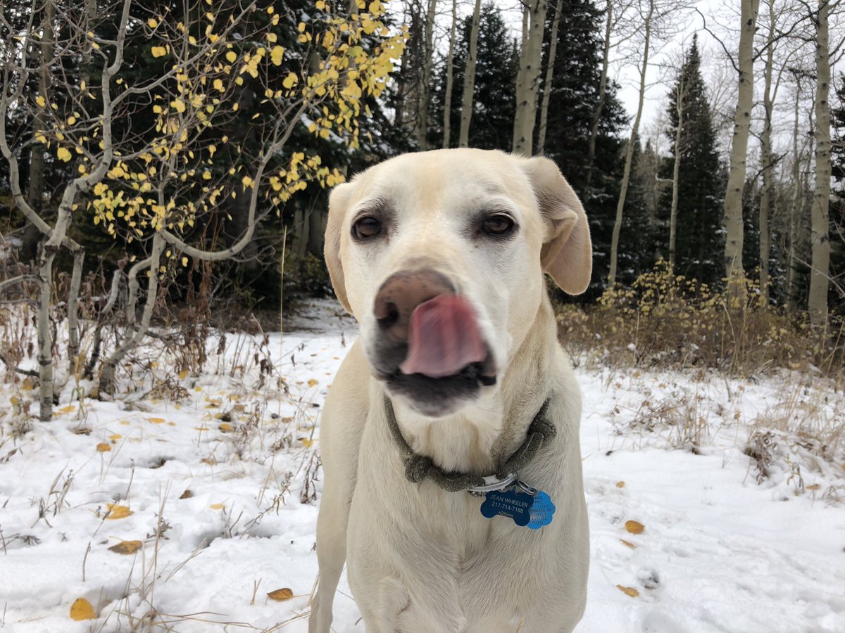 jmariewheels's tweet photo. Upper Millcreek is on pointe today. #fallmeetswinter #dogapproved https://t.co/L3dEnkYQEK