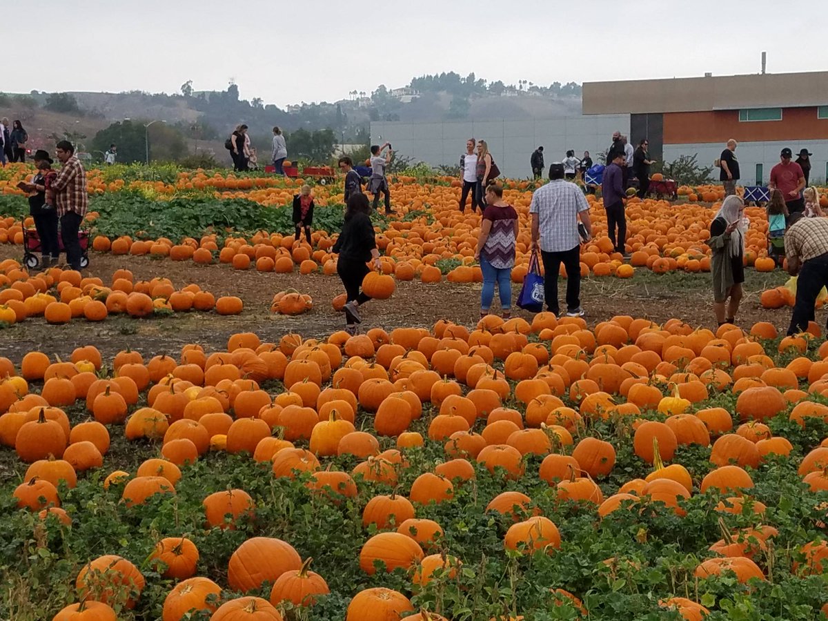 CPPAgri's tweet photo. The 26th #CPPPumpkinFestival is underway! @calpolypomona https://t.co/ctN6yv3gBa
