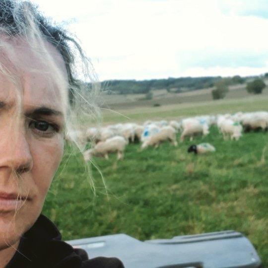 marionvedel's tweet photo. Après 5 jours en mode @SommetElevage ça fait du bien de retrouver la ferme et les brebis!!! https://t.co/aTfY92hR8Y