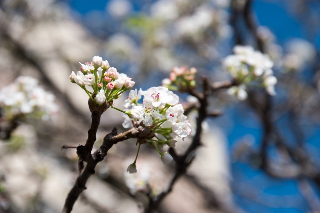 bodhibodhi3's tweet photo. #blossoms #herennow https://t.co/XBaRNnyUqh