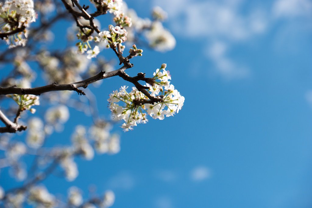 bodhibodhi3's tweet photo. #blossoms #herennow https://t.co/XBaRNnyUqh
