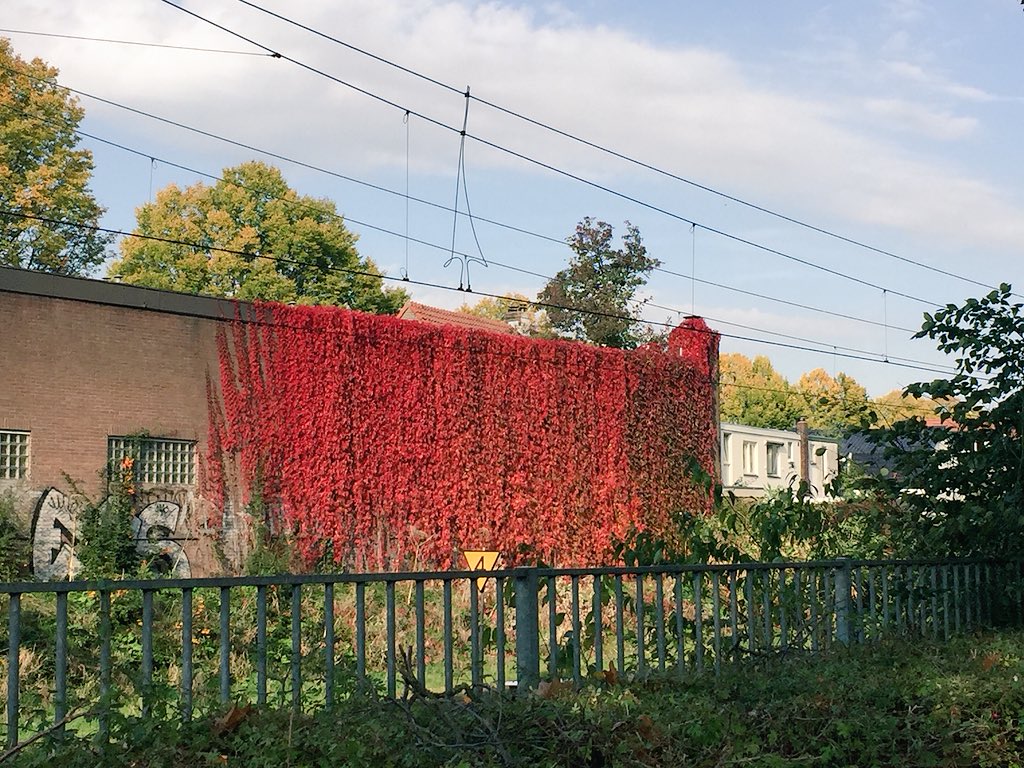 Red leaves draped over a building.