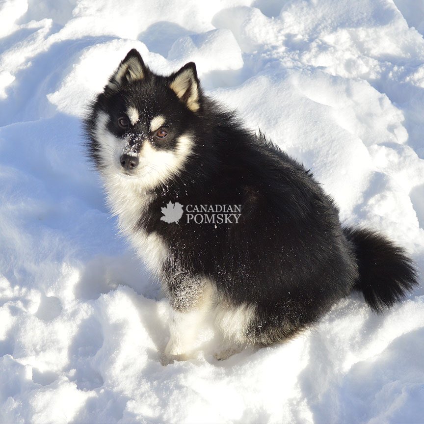 A Pomsky’s dream; snow! ❄️☃️ #canadianpomsky #pomsky #pomskybreeder #pomskies #pomskylove #pomskylife #minihusky #snowday #snow #pupper #offleash #fluffy #wintercoat #blackonwhite #snowflakes #happydog #winterdog #nordicbreed #northpole #cute #chilly #doggo #dog #pomeranian