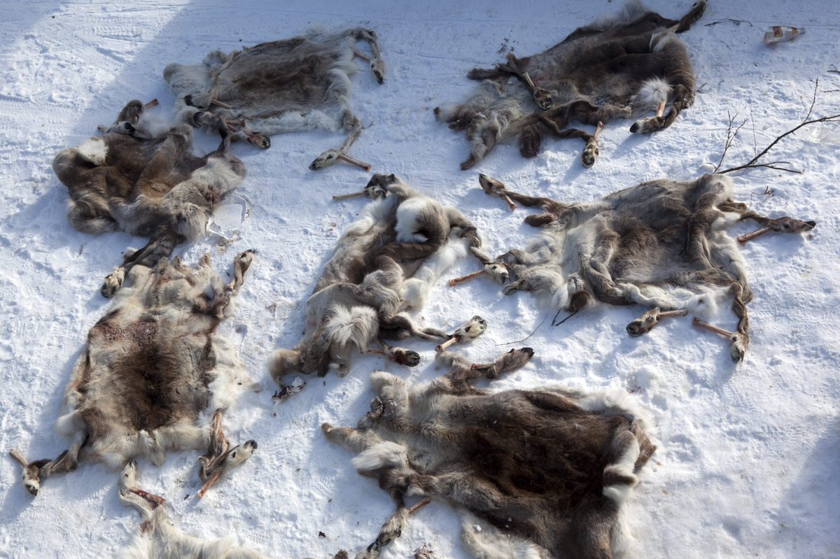 jf_leroy's tweet photo. 📸 #Reindeer #hides from the Gaup family’s slaughter. The #hides are kept with the #fur and used for seating and insulation from the cold in a traditional #Sámi tent known as a #lavvo. The hides can also be #tanned for #leather. Photo © #ErikaLarsen/ @reduxpictures for @NatGeo https://t.co/UlYHbJmcF4