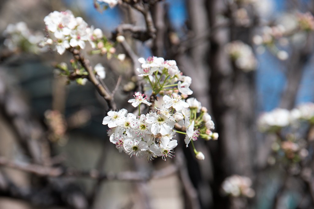 bodhibodhi3's tweet photo. #blossoms #herennow https://t.co/XBaRNnyUqh