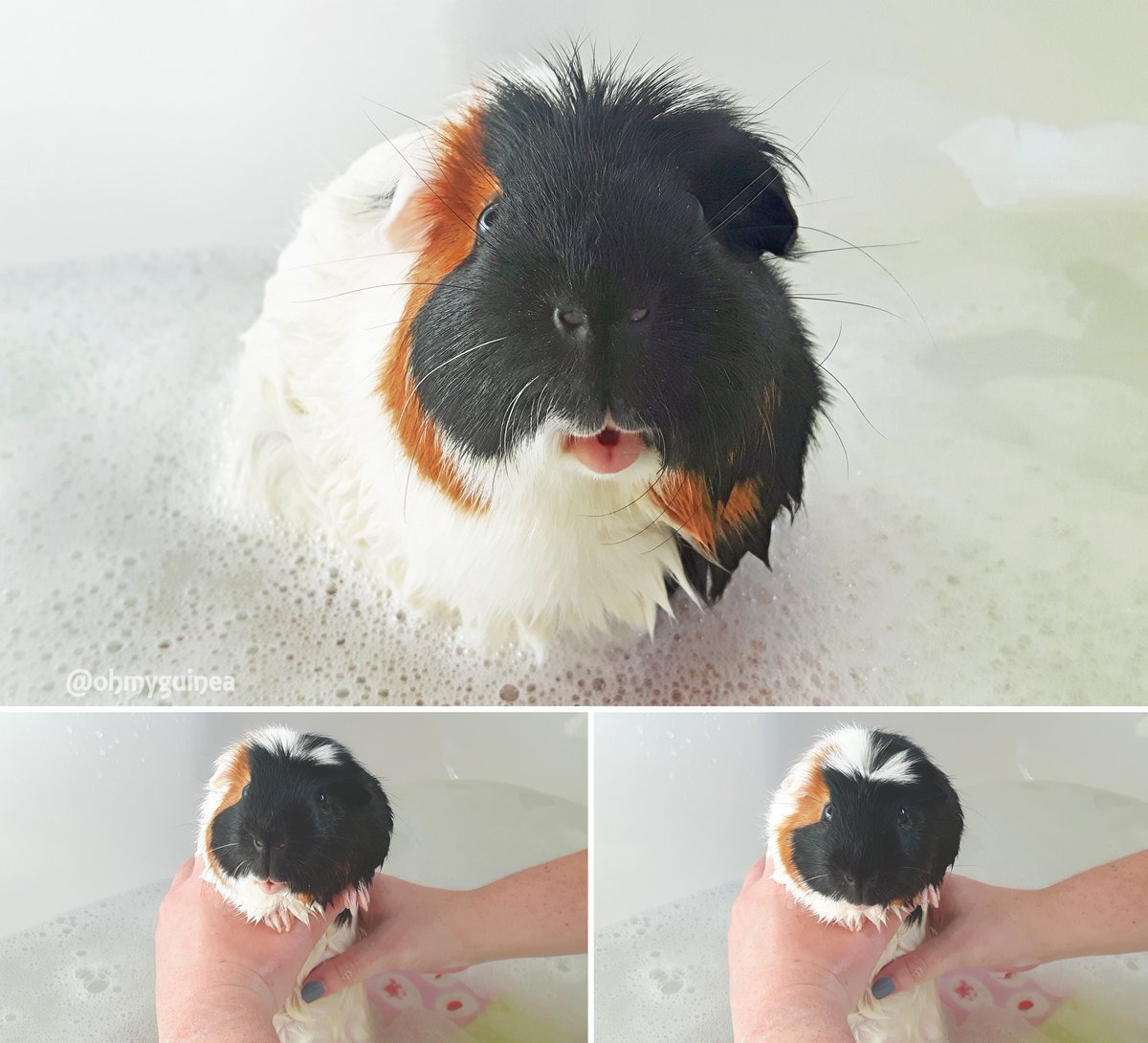 ohmyguinea's tweet photo. Oh heck.. #WhiteFurProblems π
#guineapig #bath #happy #pets #Saturday #adorable #weekend https://t.co/4ofECkm57g