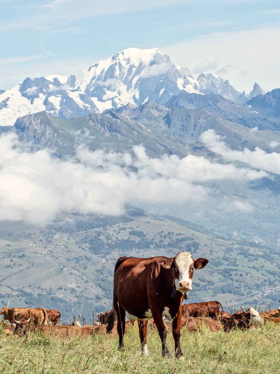PnPgraphix's tweet photo. Cows, The South face #MontBlanc from #laplagnebellecote @OlympusUK E-M1 Mk2 @Benro_UK @ThePhotoHour #ThePhotoHour @500pxrtg https://t.co/fp4jfTMVhU