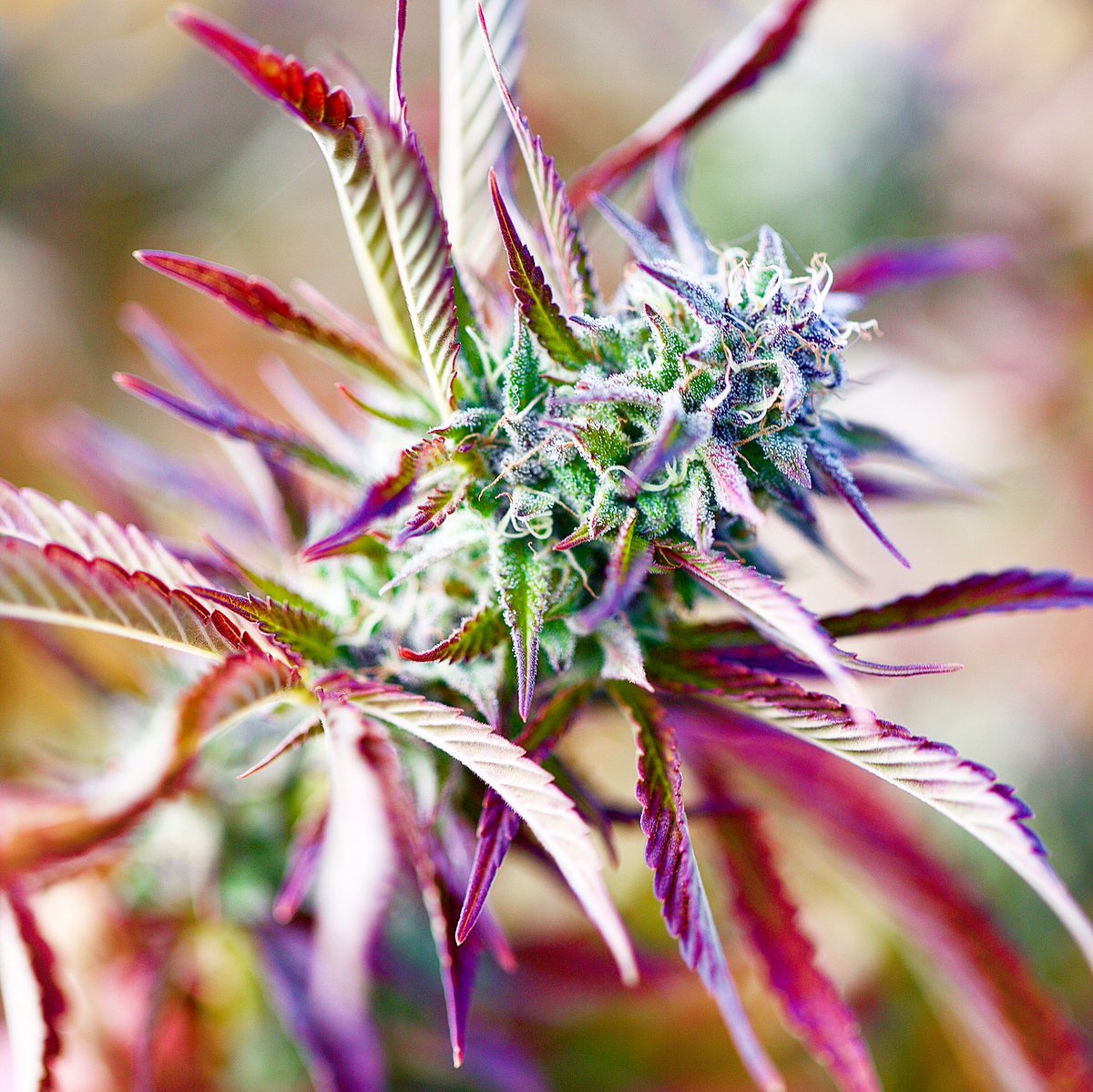 DavidGoodmanPix's tweet photo. Puffin Farm Harvest 2018
.
Pick of the Day - CANNALOPE HAZE
.
#CannalopeHaze #CannabisHarvest #Harvest #Sun
#PuffinFarm #420Farmer #OrganicCannabis #Organic #Cannabis #CannabisFarm #CannabisFarmer #420Sunrise  #BeautifulCannabisPhotography #CannabisPhotography https://t.co/CPoLfXlxqh
