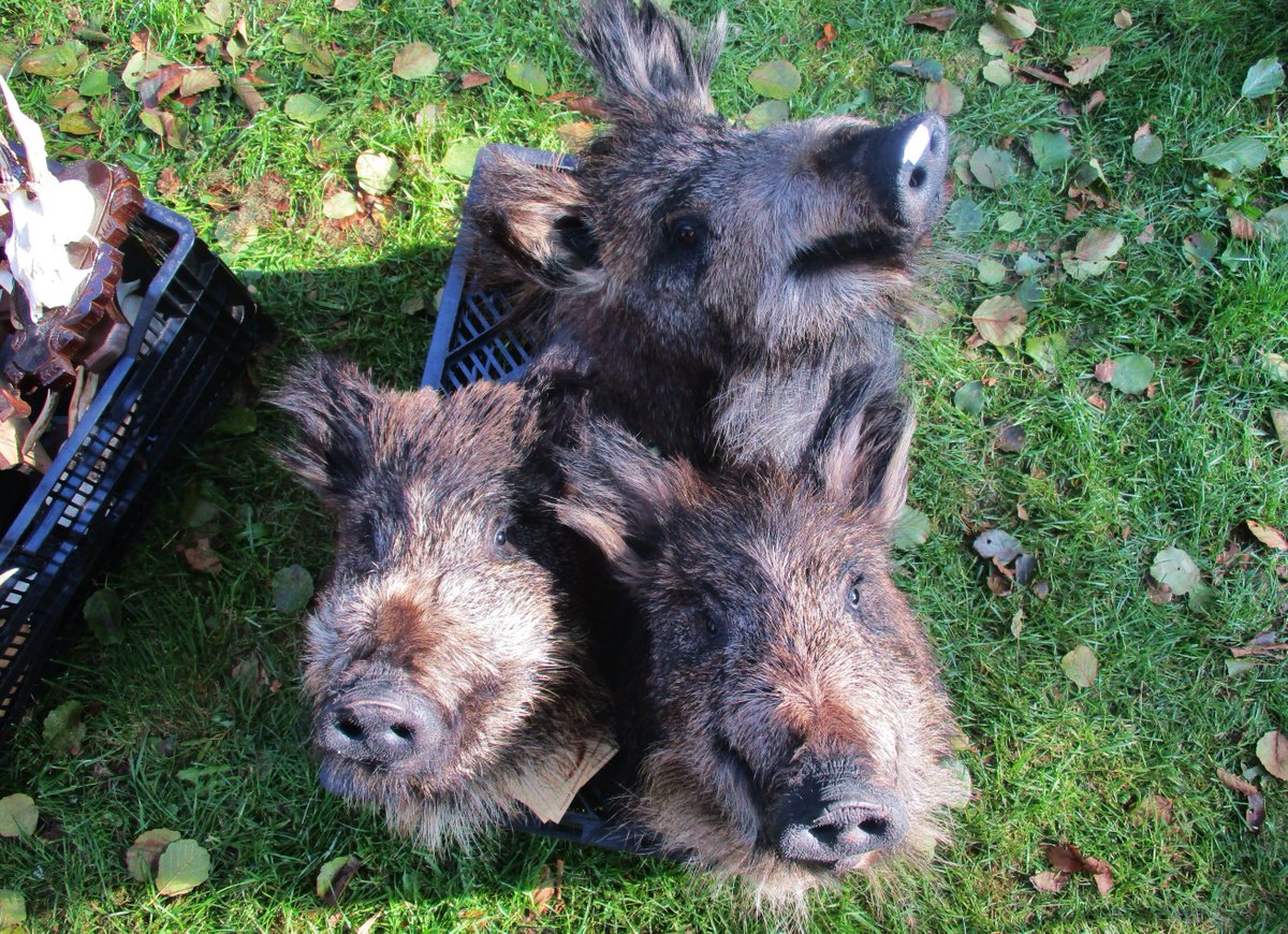 Vandaag bij de Wilddagen in Vierhouten geweest. 😬