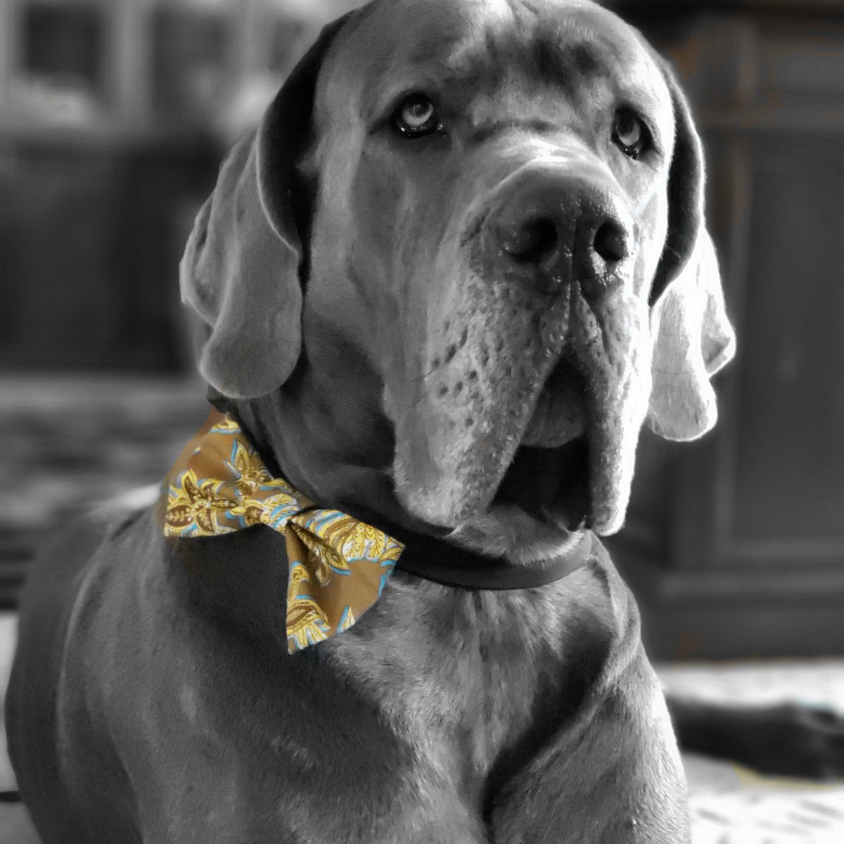 great dane bow tie