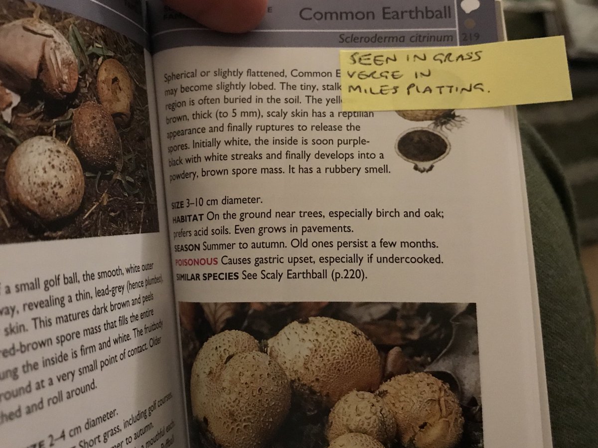hiurbanwanderer's tweet photo. Finally putting some knowledge into my collection of urban fungi photos. I bought the first of few books! First identification is the #CommonEarthball spotted in #MilesPlatting It really is incredible where nature finds what it needs! #fungi #urbannature #mushrooms #manchester https://t.co/r3l2ooXEO2