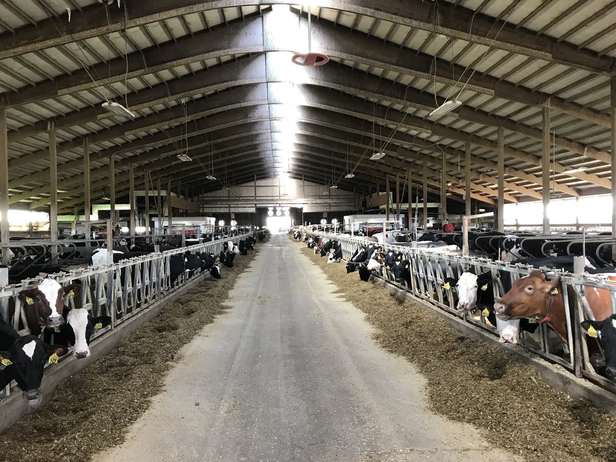 ProcrossCows's tweet photo. Congratulations to Dean&Darin Strauss from MajesticCrossingDairy
13 new @Lelygroup milking robots.
Procross 100% for 13 years, cell count 130.000 at 3,85%F 3,4%P 72Lbs/32kg/day on a 70%Rough/30%conc. ration. 21-day PregRate at 35%
#FeedEfficiency #ReproEfficiency #CheeseYield https://t.co/X7ZMWo0uOv