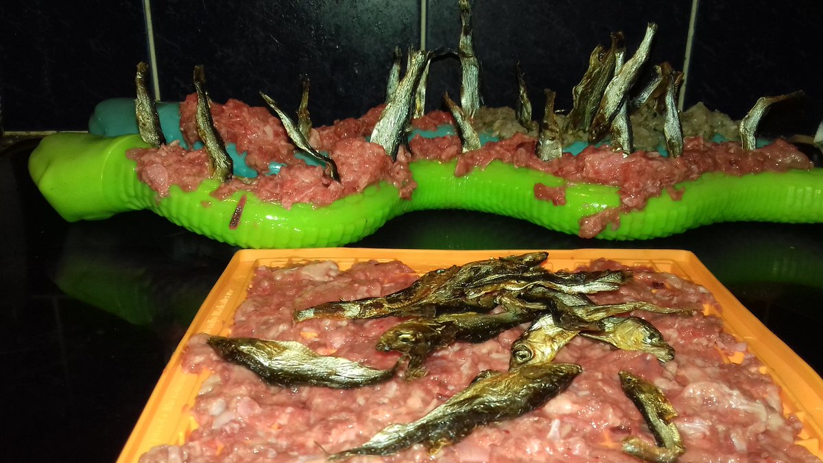 colliefullife's tweet image. Interactive dinner. A snake each for Moss and Coinneach while Fly had a lick mat she got for her barkday.  Filled with chicken mince, dried sprats and Coinneach had a bit of tripe in his as well 😊

#dogsoftwitter #interactivefeeding #bordercolliefc #rawfed #rawfeeder #rawfeddog