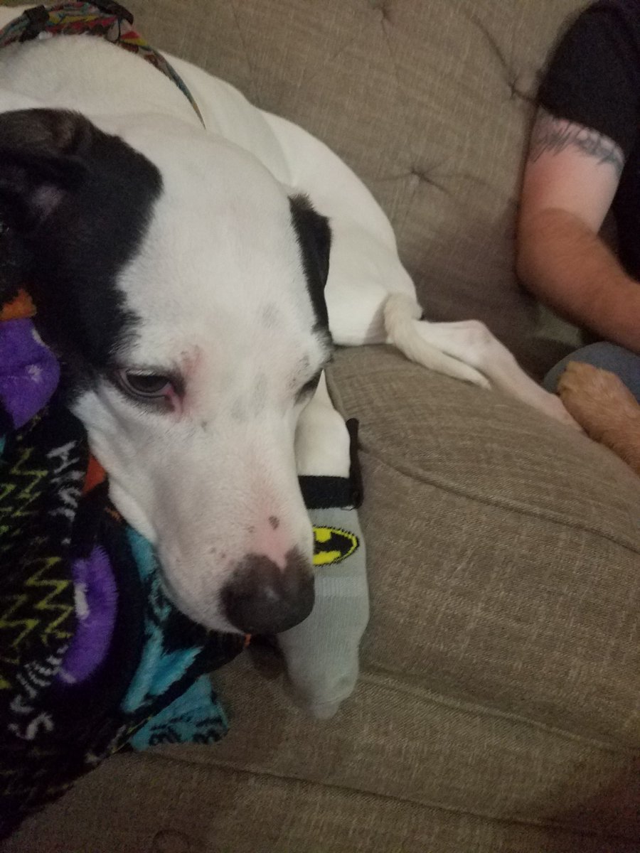 MinxyMisty's tweet photo. #happiness is #cuddles with a pile of #puppies!! Especially if those puppies are wearing cute little #batmansocks with capes on them!! Dont ask questions, just smile!! 😁💖🐶🐕🐾🦇 Love Life Minxy https://t.co/veFsYs4A5Q