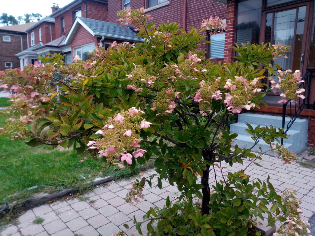 chikalovesworld's tweet photo. #AtToronto

Are they Hydrangeas?!?!
In this season?!?! https://t.co/lbaBVLgqML