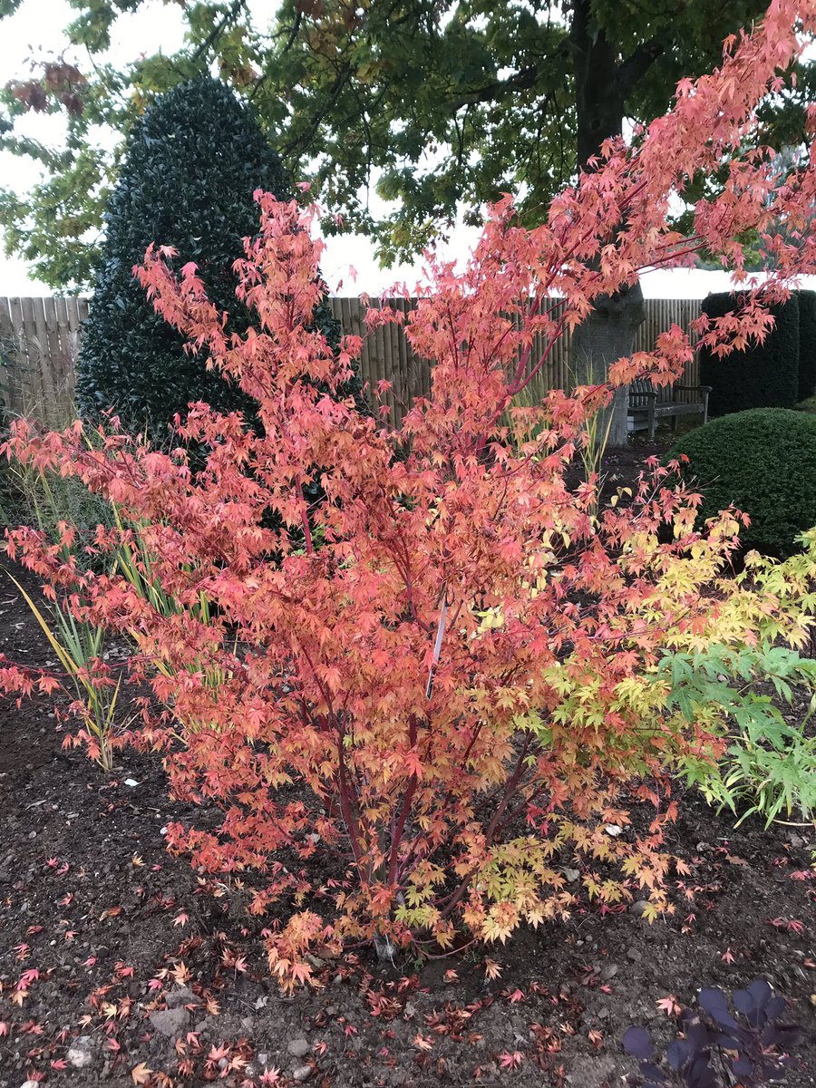 ashnurs's tweet photo. Some exciting new additions to the new border in #JohnsGarden for autumn interest. #acers #nerines #grasses #euonymus #cornus #schizostylis and many more to come. 

#autumn #stem #leaves #colour #newborder #gardening #plants #border #garden https://t.co/jV7Bv0oT8F
