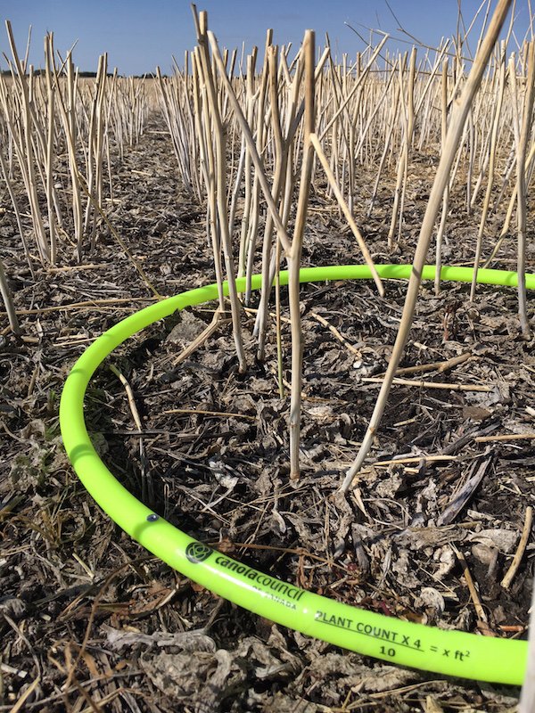 ManitobaCanola's tweet photo. Get out and count...
Counting stubble density in the fall can help growers determine if their spring seeding rate was adequate to reach the crop’s yield potential. Canola generally needs a minimum of 4-5 plants per square foot to reach its yield potential. https://t.co/el9mw0KaHy https://t.co/4ph0kc6GtR