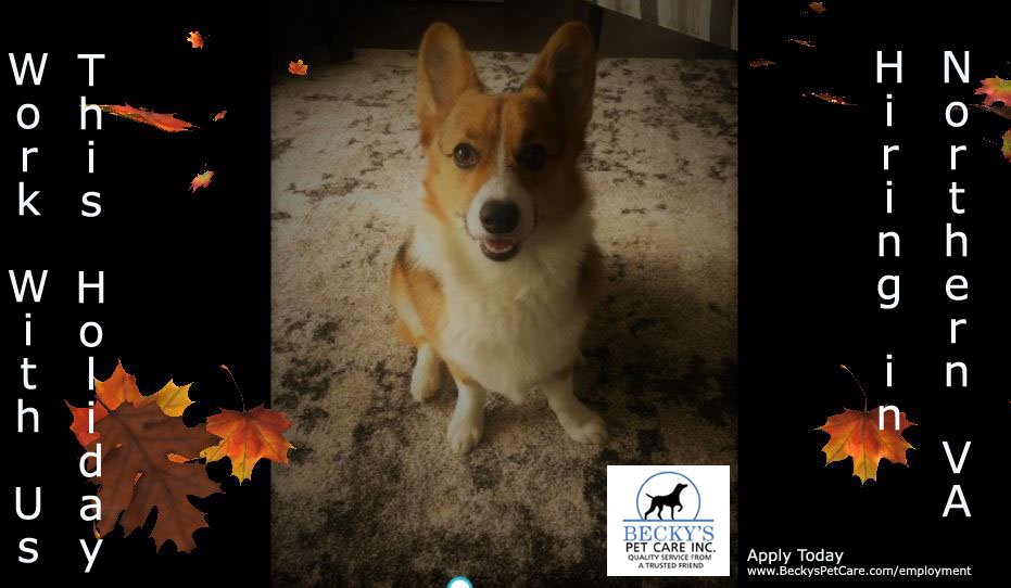 BeckysPetCare's tweet image. We are hiring for the Holiday Season now! Visit ow.ly/XIRh30m4ppz #holidaypetsitter #studentsonbreak #Thanksgivingwork